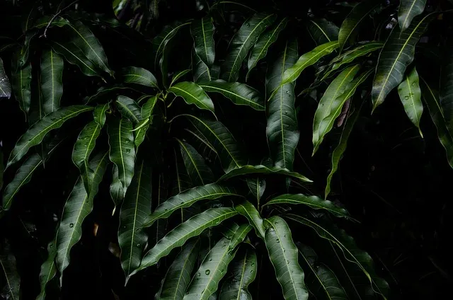 What is a rainforest, and why are they critical to the planet?