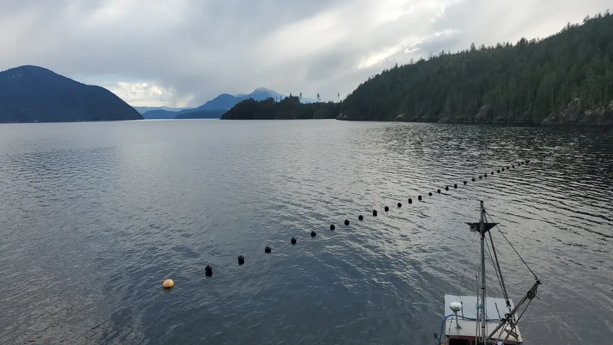 Restoring Marine Life Through The Seaforestation Of Kelp