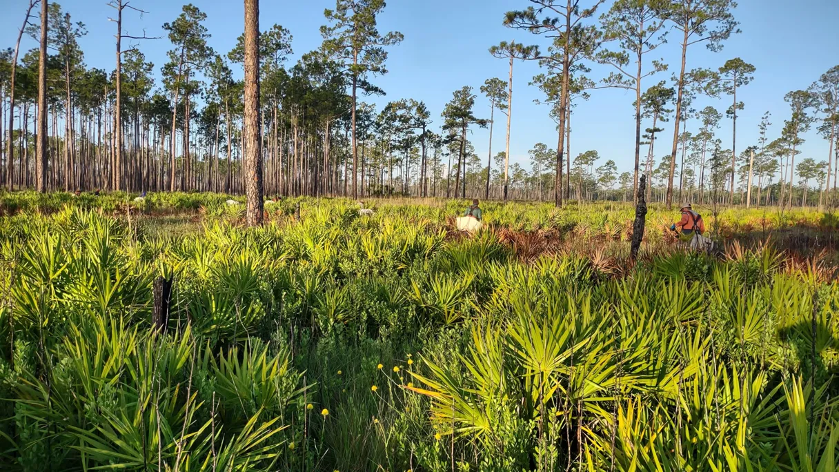 Revitalising Ecosystems Through Terrestrial Restoration