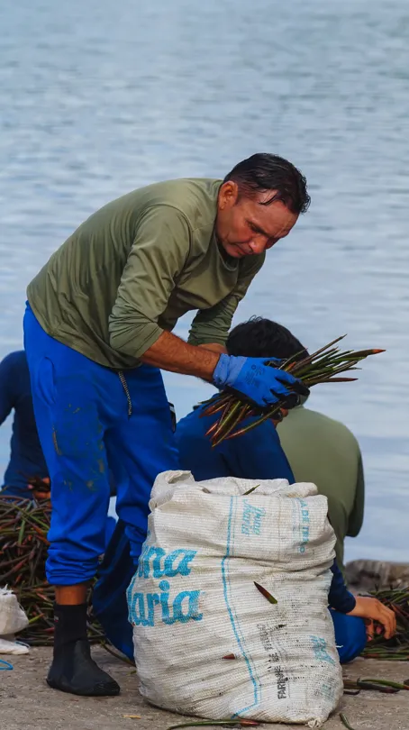 Rebuilding Brazil’s Coastal Forests With Mangrove Restoration in Maranhão