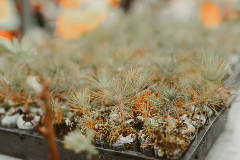 Reviving Ecosystems In Ontario, Canada Through Terrestrial Reforestation