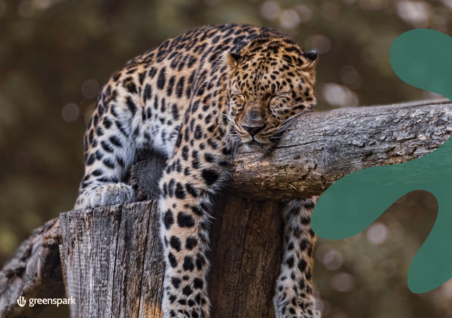 Successful Habitat Restoration Projects: How They Benefit Ecosystems