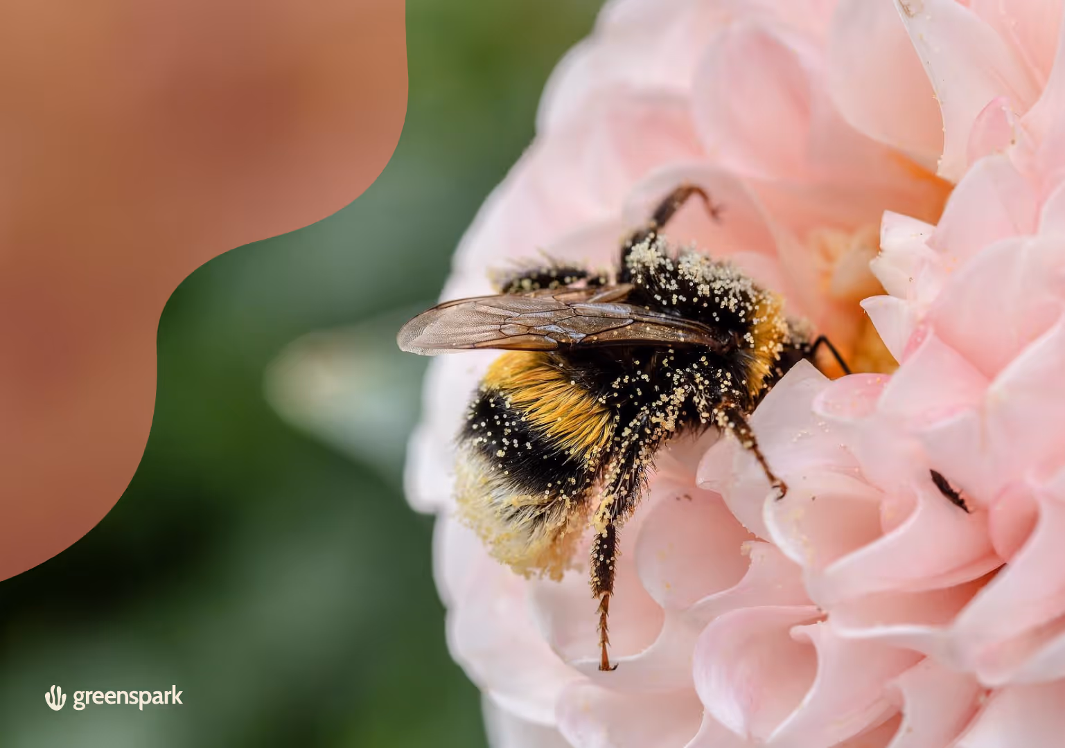 Five Ways To Help The Bees in Your Garden Thrive