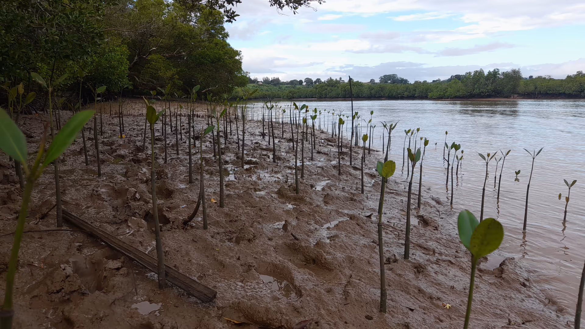 What Are Wetlands And Why Are They Important?