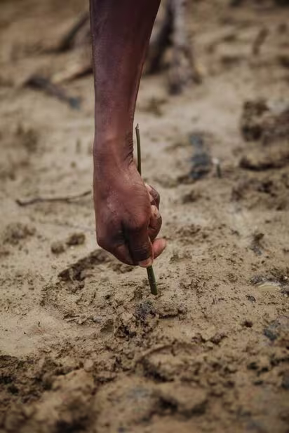 How Tree Planting Helps the Planet: 7 Key Benefits of Reforestation