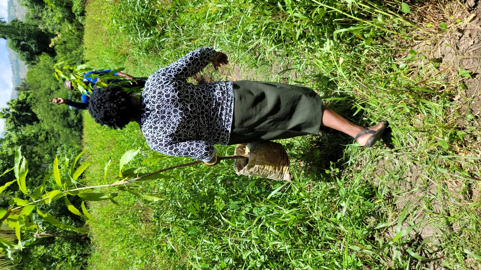 Tree planters in the field