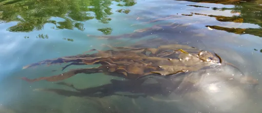 Plant kelp