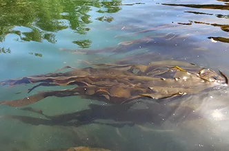 Plant kelp